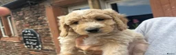 Mixed Breed dogs for sale: Golden Retriever Cockapoo boy puppies - Advert 1
