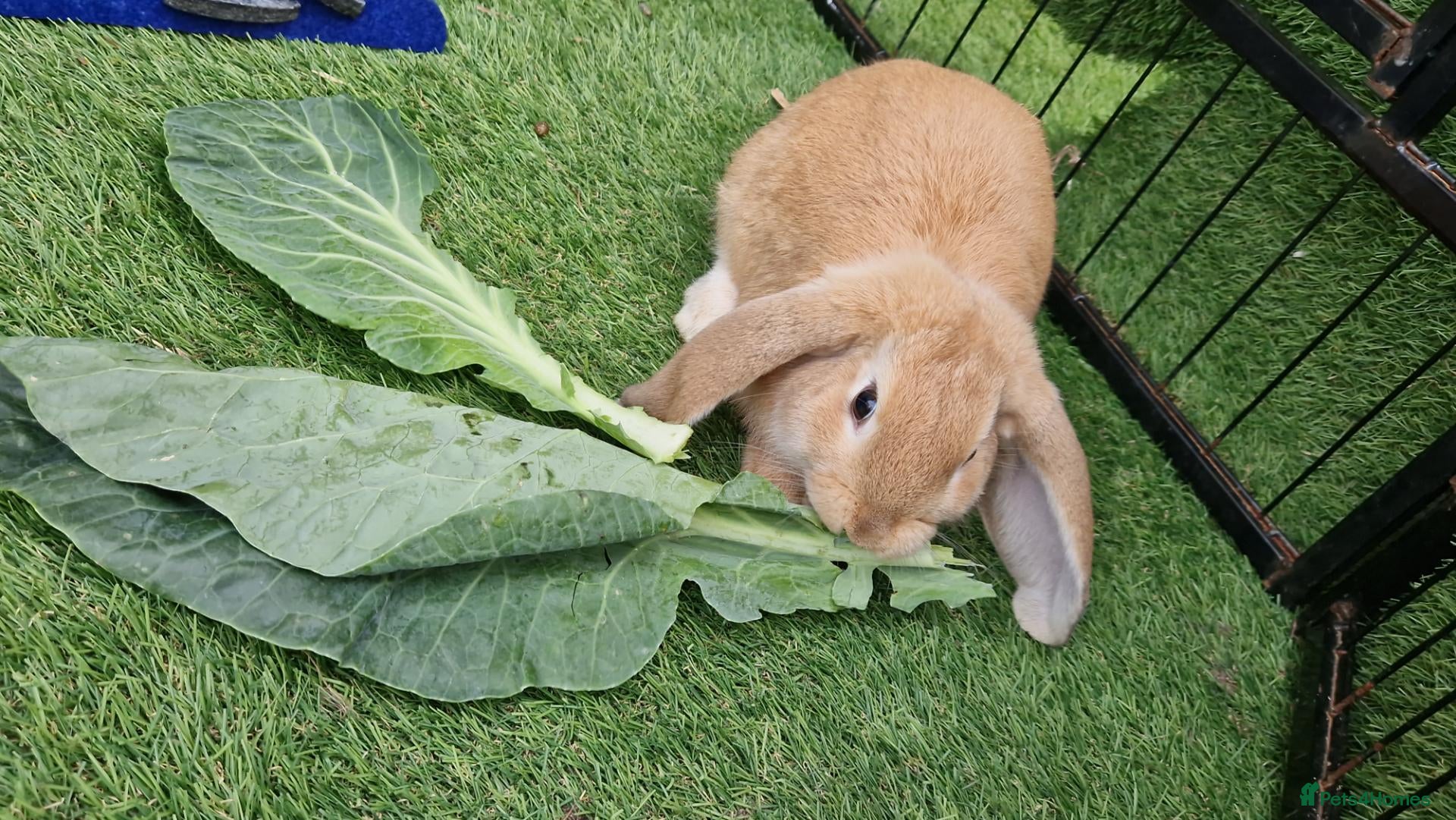 English Lop rabbits Golden mixed English lop boy  - Advert 2