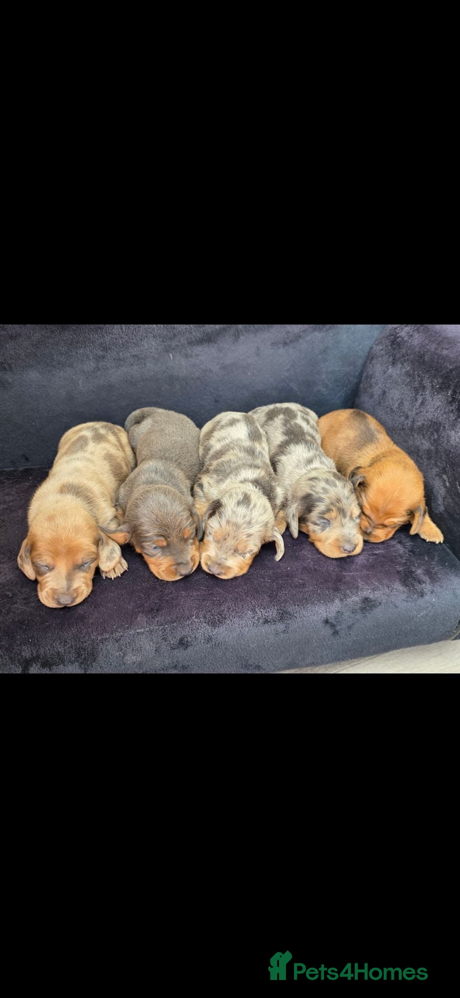 Dachshund dogs Outstanding litter of dachshunds - Advert 8