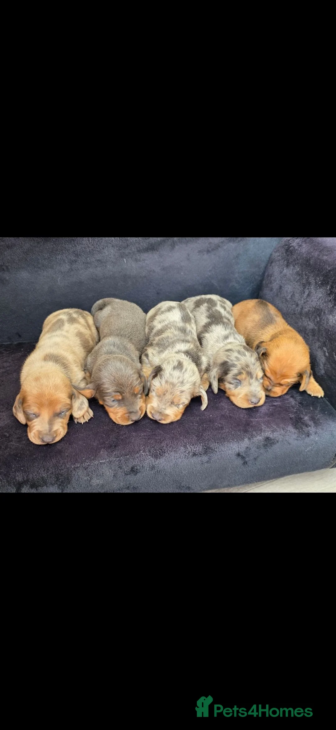 Dachshund dogs for sale: Outstanding litter of dachshunds - Advert 1