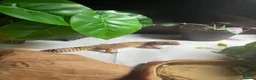 Leopard Gecko reptiles for sale: Leopard Gecko for sale - Advert 5