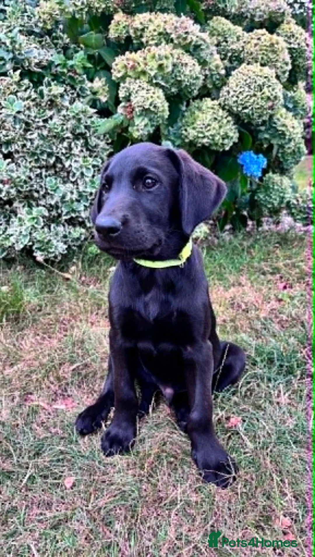 Labrador Retriever dogs for sale: Labradors - Puppies Ready for Their Forever Homes! - Advert 12