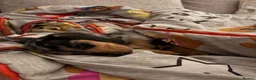 Miniature Dachshund dogs for sale: 10 Month old dapple for sale - Advert 3