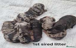 Miniature Poodle dogs for stud: Gorgeous Chocolate Merle Miniature Poodle Stud - Image 6