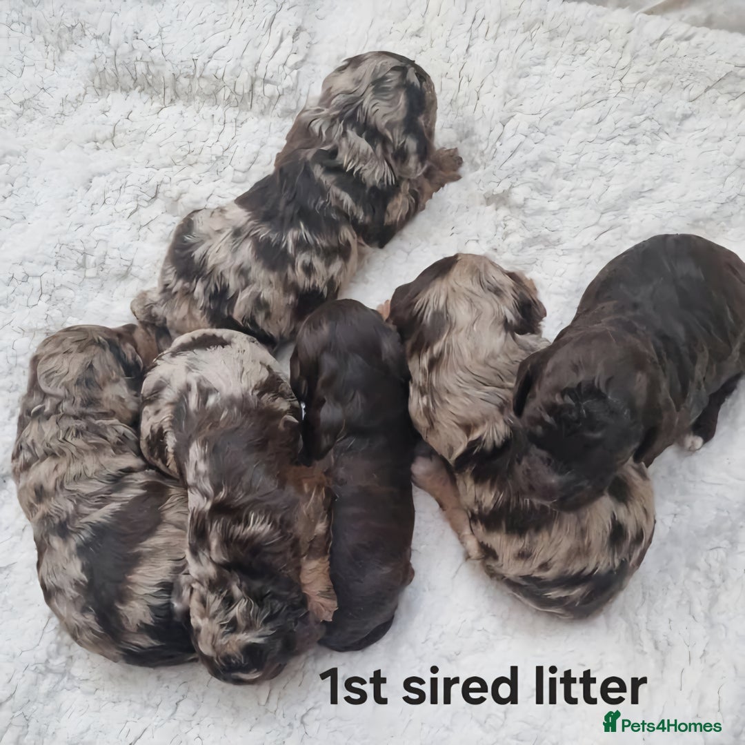 Miniature Poodle dogs for stud: Gorgeous Chocolate Merle Miniature Poodle Stud - Image 6
