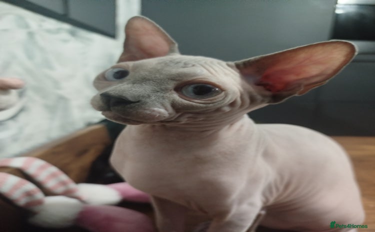 Sphynx cats FIFe stunning kittens - Advert 2