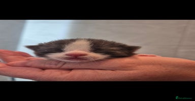 Bengal cats - Advert 9