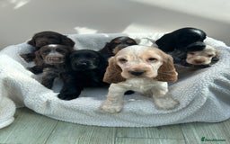 Cocker Spaniel dogs for sale: KC Reg Show Cocker Spaniels - Image 1