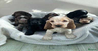 Cocker Spaniel dogs - Advert 4
