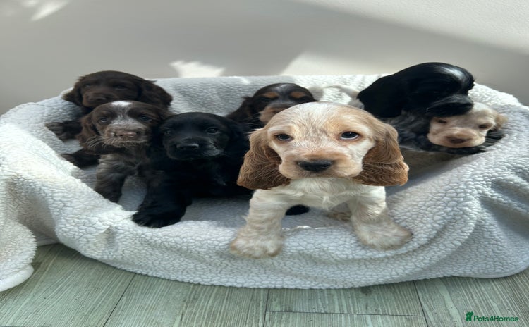 Cocker Spaniel dogs - Advert 13