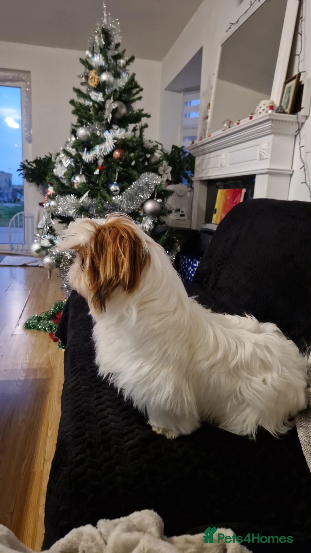 Shih Tzu dogs for sale: Shih tzu puppies  - Advert 11