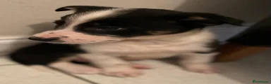 Border Collie 4