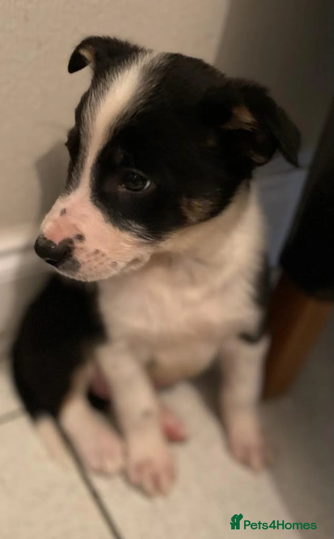 Border Collie dogs for sale: border collie puppies - Advert 5