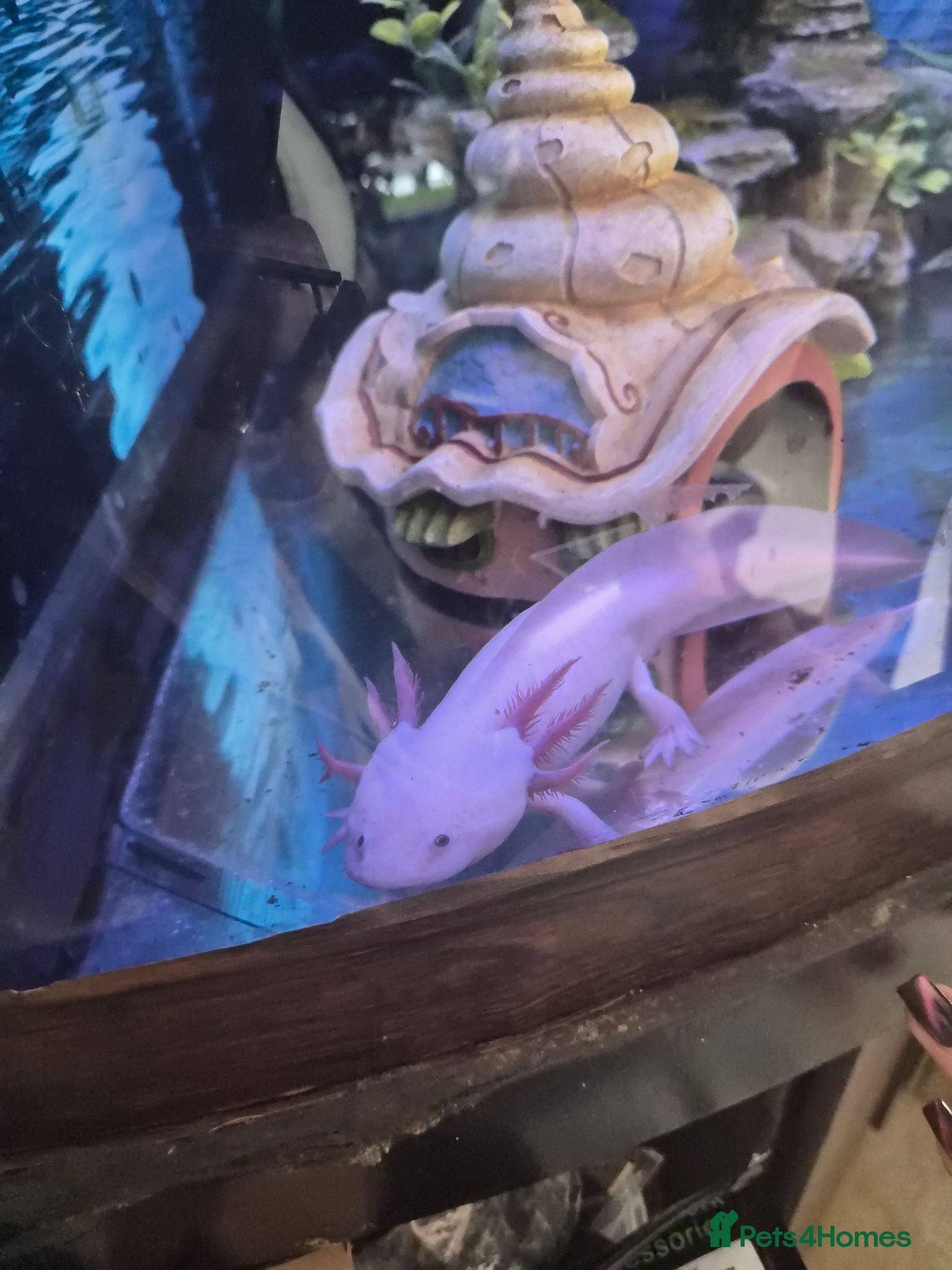 Axolotl reptiles Axolotl female  - Advert 1