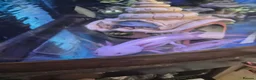 Axolotl reptiles for sale: Axolotl female  in Scunthorpe - Advert 1