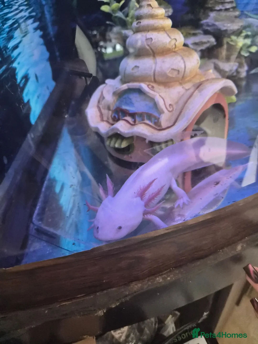 Axolotl reptiles for sale: Axolotl female  in Scunthorpe - Advert 1