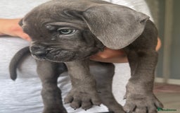 Cane Corso dogs for sale: Beautiful Cane Corso puppies for sale  - Image 24