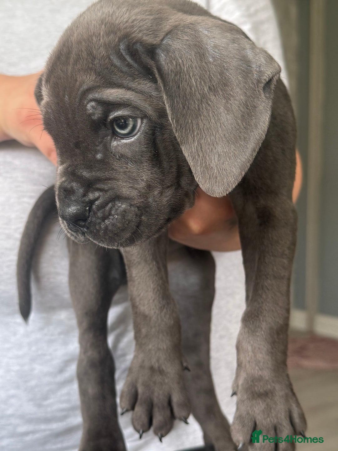 Cane Corso dogs for sale: Beautiful Cane Corso puppies for sale  - Image 24