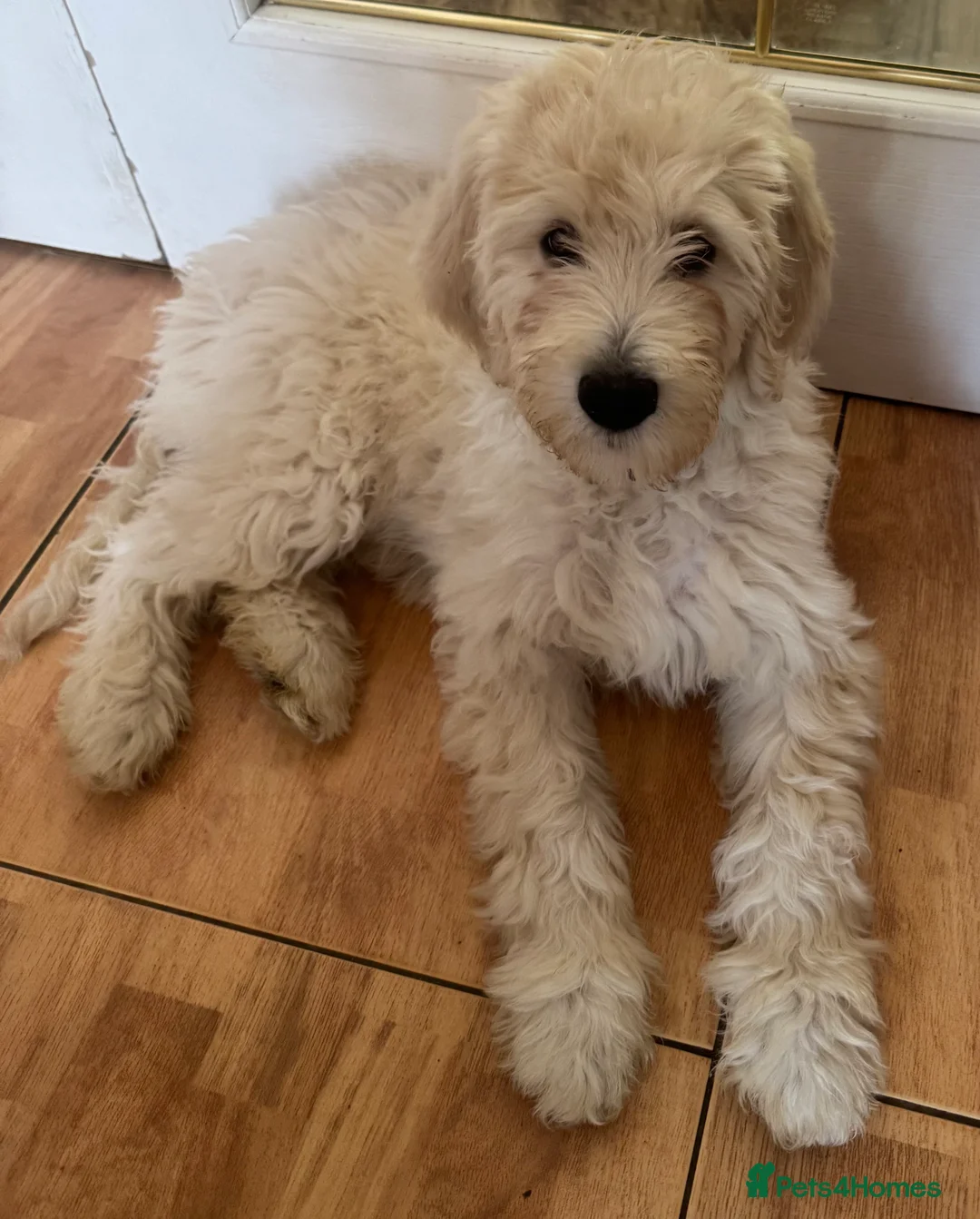 Goldendoodle dogs for sale: Golden doodle F1B stunning puppies  - Advert 39