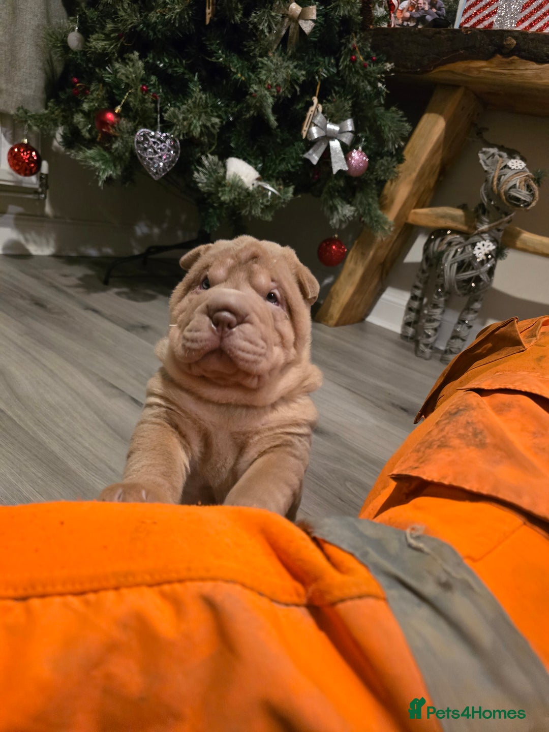Shar Pei dogs for sale: Beautiful litter of Shar Pei puppies!  - Advert 23