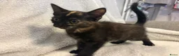 Mixed Breed cats for sale: Beautiful Female Kittens Ready for Forever Homes - Advert 9