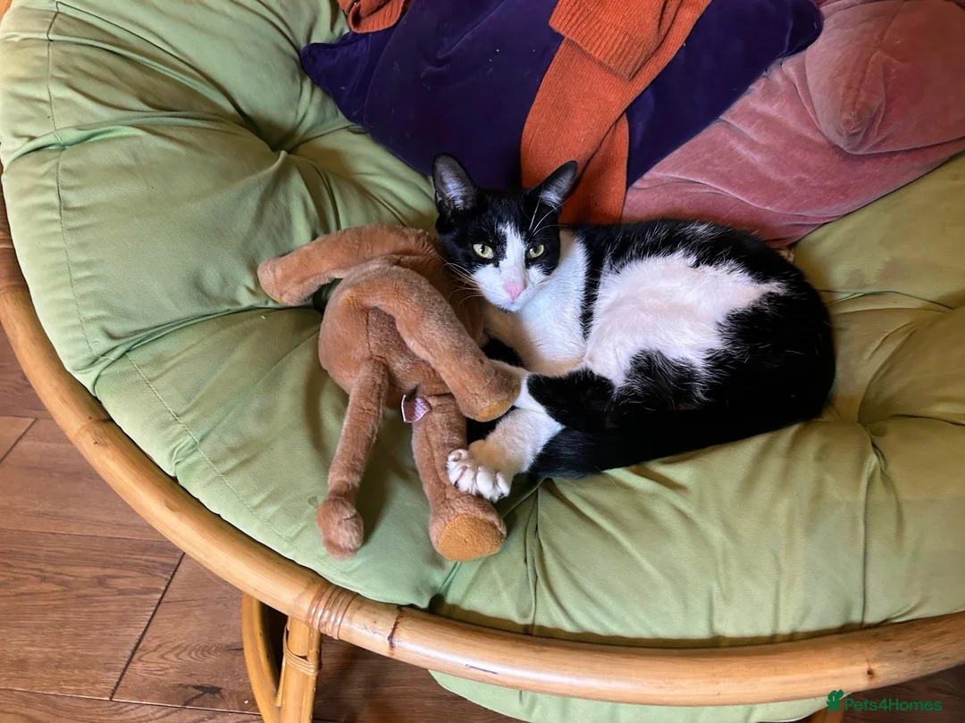 British Shorthair cats for sale: British Shorthair - Mother and Son Re-Home  - Advert 3