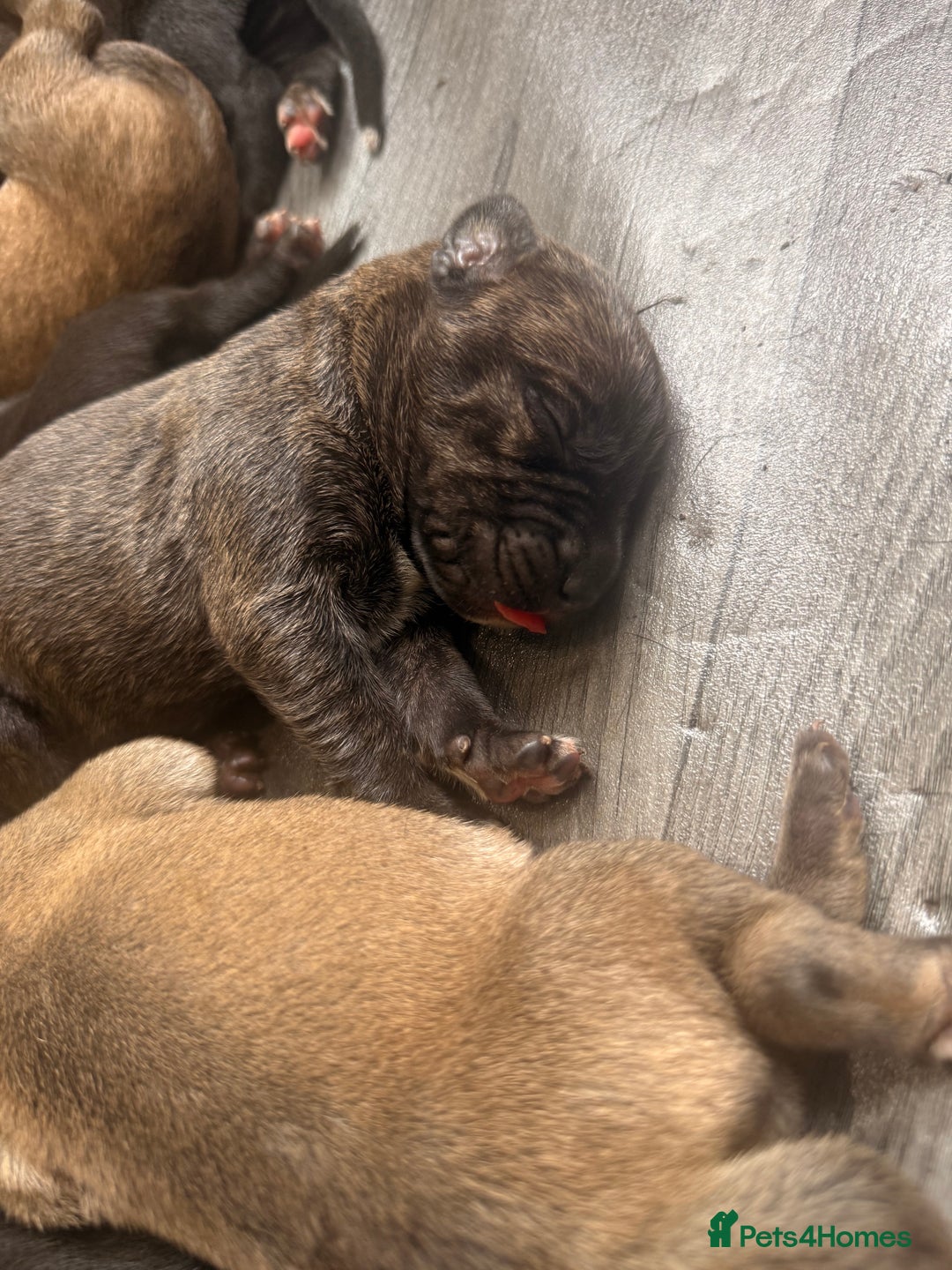 Mixed Breed dogs for sale: Came Corso X Puppies - Image 39