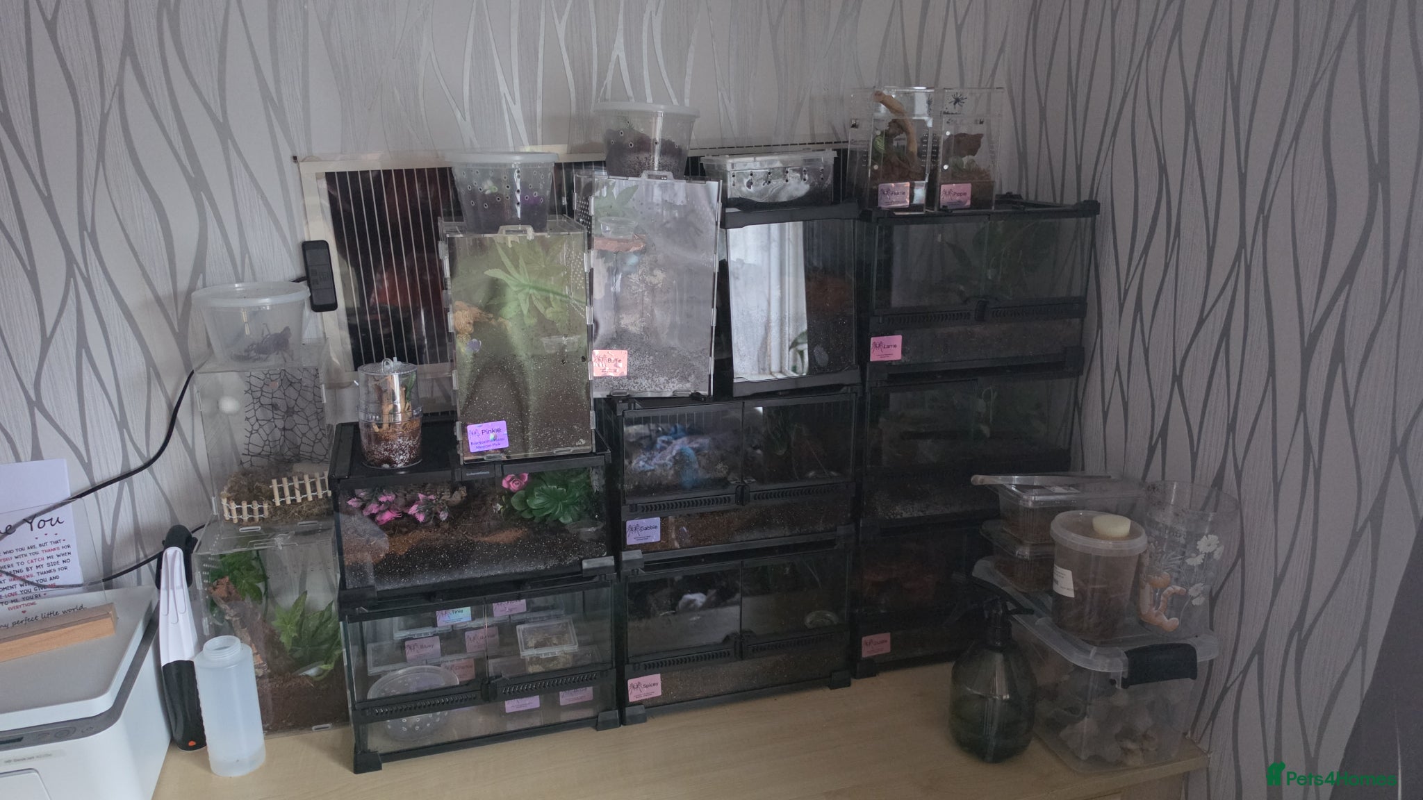 Tarantulas invertebrates for sale: ISO: Unwanted Tarantulas  in Wolverhampton - Advert 3
