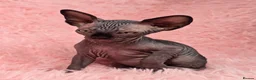 Sphynx cats for sale: 🐾 Gorgeous Sphynx Kittens – Reservations Open! 🐾 - Advert 18