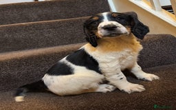 English Springer Spaniel dogs for sale: KC Calm English Springer Spaniel Puppies - Image 11
