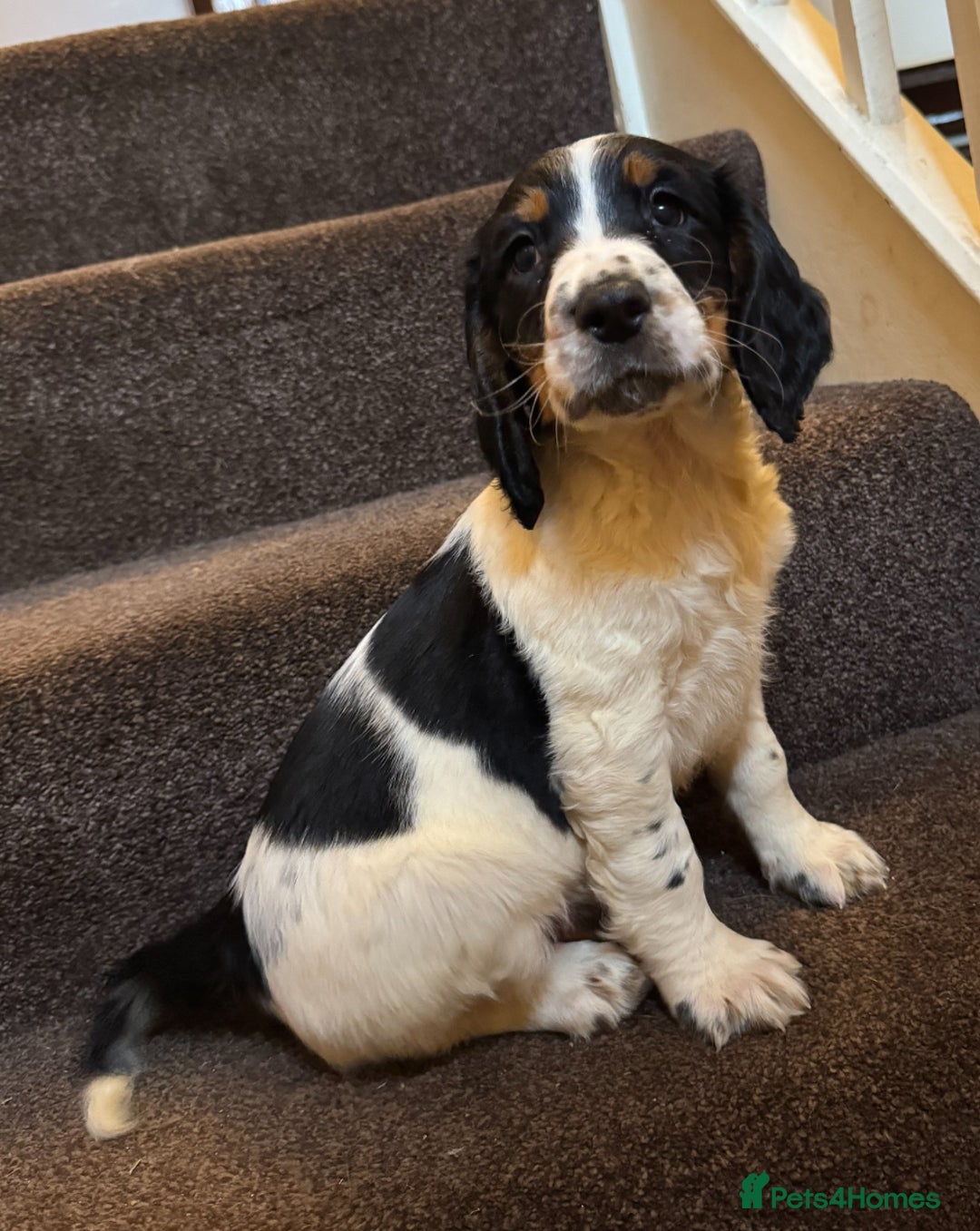 English Springer Spaniel dogs for sale: KC Calm English Springer Spaniel Puppies - Image 11
