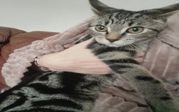Domestic Shorthair cats for sale: Female kitten - Image 1