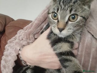 Domestic Shorthair cats - Advert 32