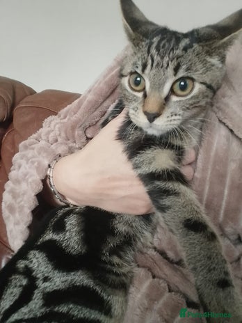 Domestic Shorthair cats - Advert 2