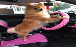 Pomeranian dogs for sale: Tiny Pomeranian Girl – Very Small Like a Chihuahua - Image 2