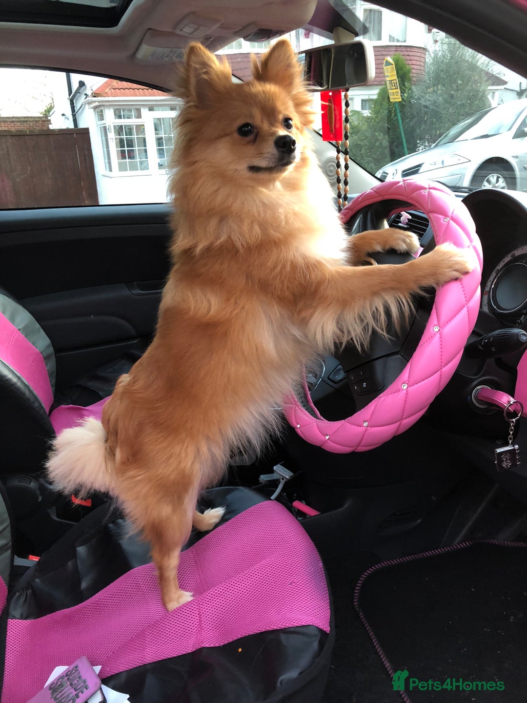 Pomeranian dogs for sale: Tiny Pomeranian Girl – Very Small Like a Chihuahua - Image 2