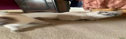 Ragdoll cats for sale: 2 Female ragdoll cats and 3 kittens-relisted - Advert 4