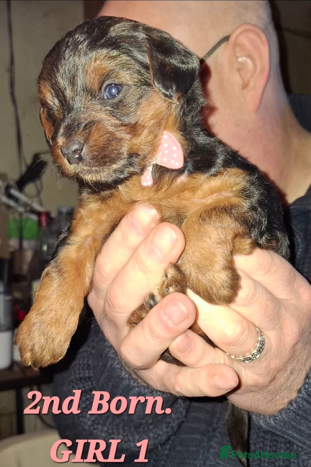 Yorkiepoo dogs for sale: Gorgeous Yorkiepoo Puppies!!! - Advert 5