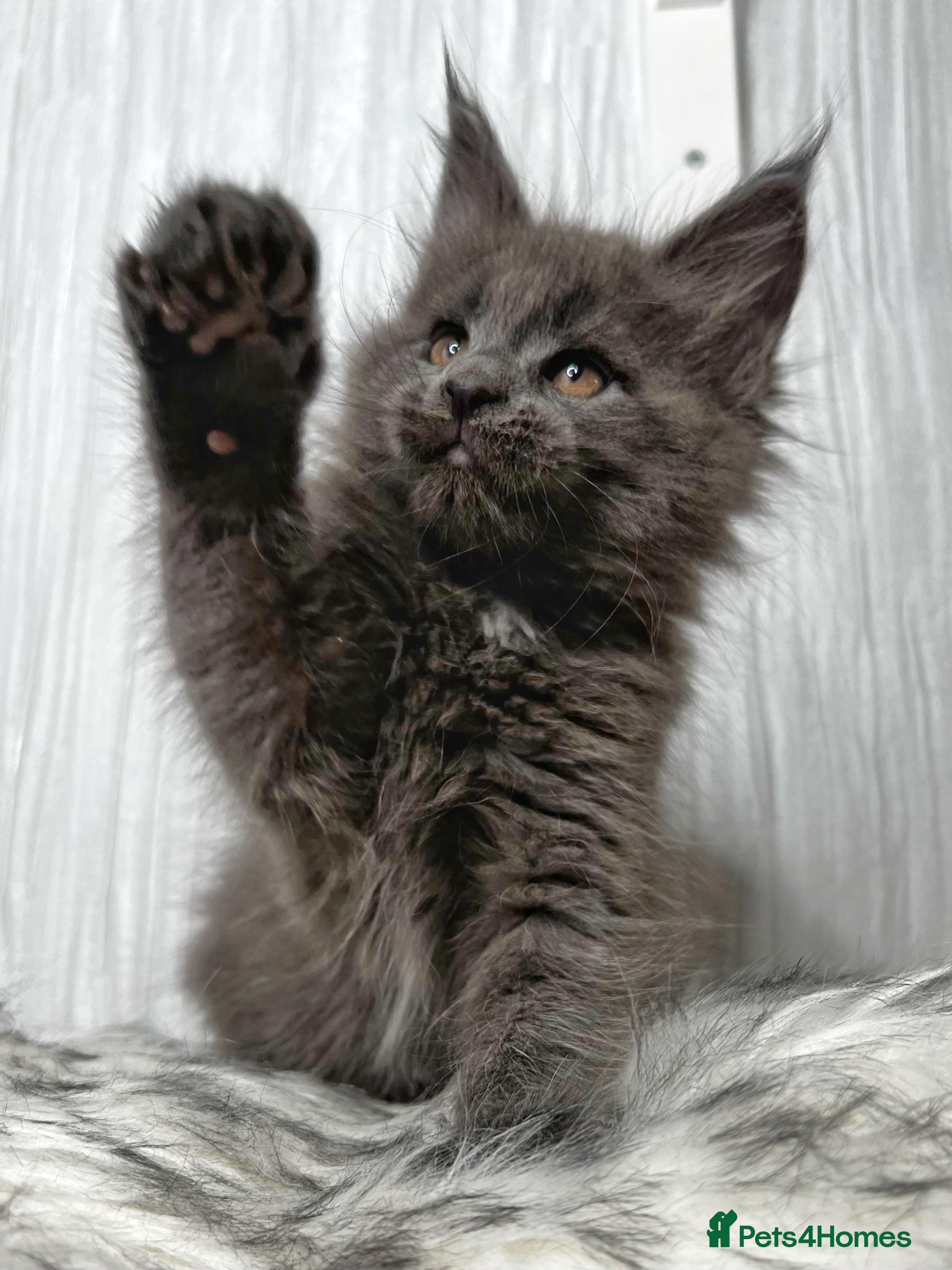 Maine Coon cats Maine coon kittens chocolate and blue girl left  - Advert 5