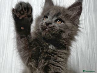 Maine Coon cats Maine coon kittens chocolate and blue girl left - Advert 4