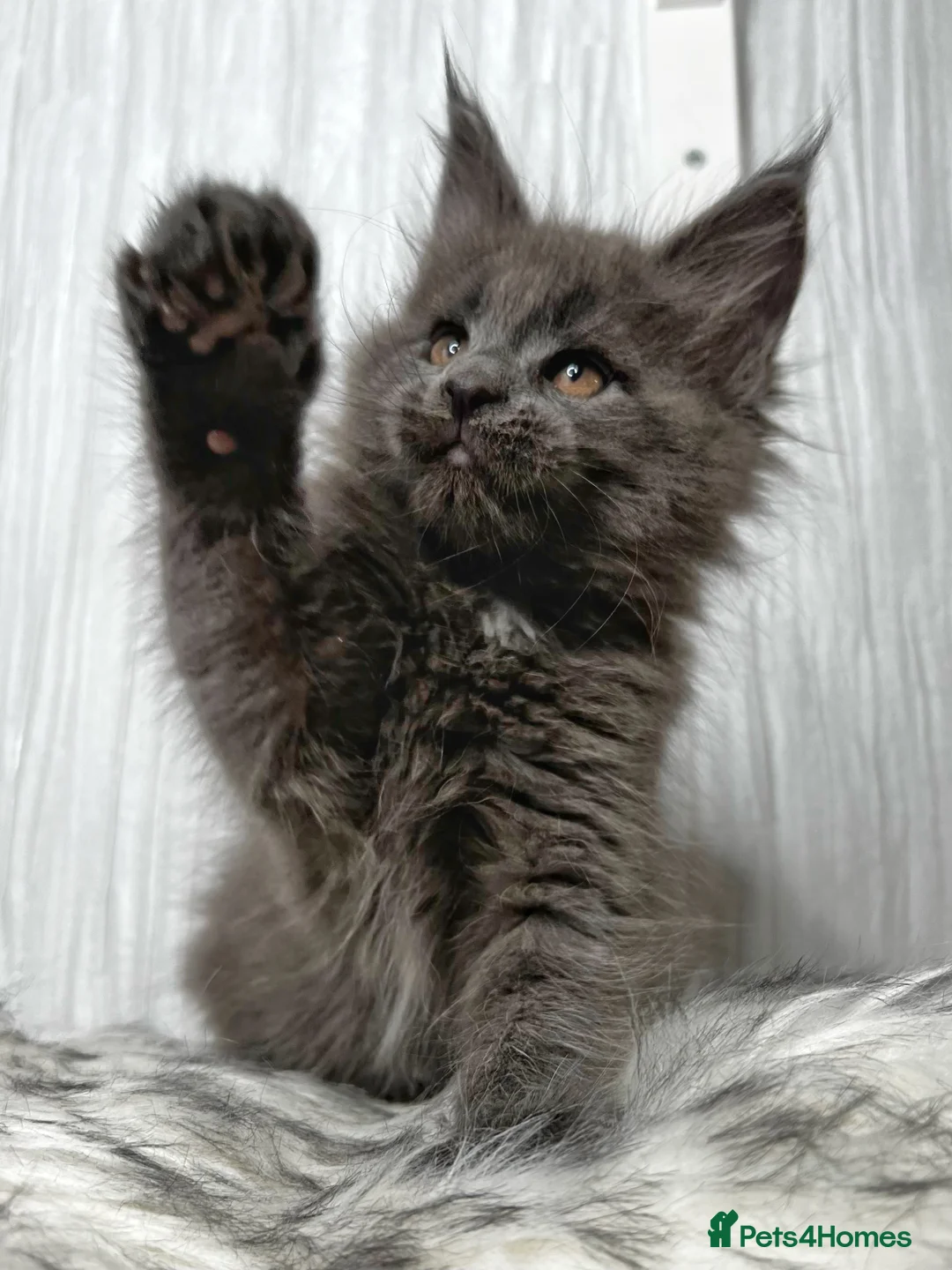 Maine Coon cats for sale: Maine coon last blue girl available 💜 - Advert 4