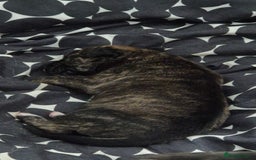Mixed Breed dogs for sale: 8 beautiful huntaway x presa canario puppies  - Image 7