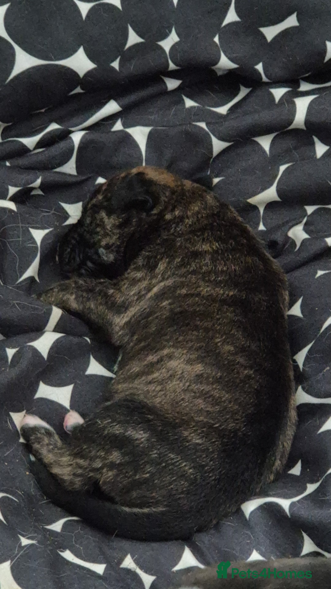 Mixed Breed dogs for sale: 8 beautiful huntaway x presa canario puppies  - Image 7