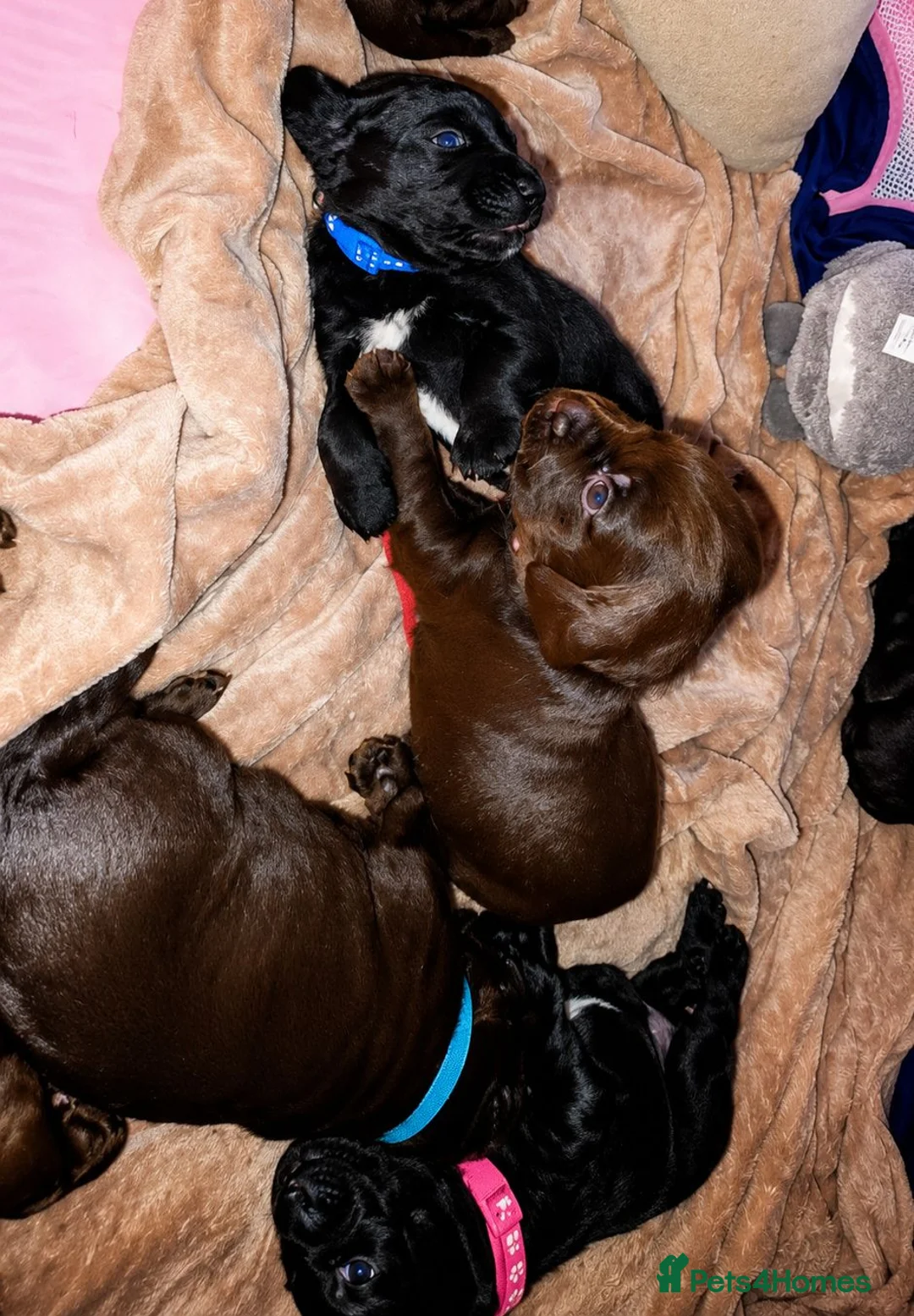 Labradoodle dogs for sale: Beautiful Labrador × Labradoodle Puppies  in Alfreton - Advert 2