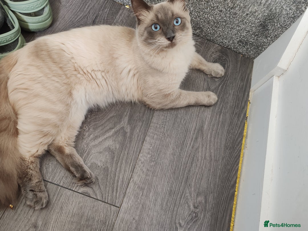 Ragdoll cats for sale: 2 lynx seal point Ragdolls kittens - Image 13