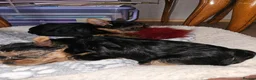 Yorkshire Terrier dogs for sale:  🐾 Beautiful Yorkshire Terrier Boys - Advert 4