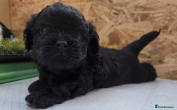 Shihpoo dogs for sale: F2 shihpoo puppies. - Image 16