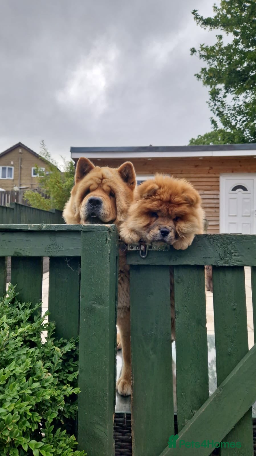 Chow Chow dogs Chow chow 8 months old  - Advert 4