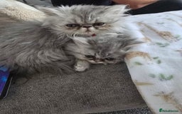 Persian cats for sale: Persians  - Image 16