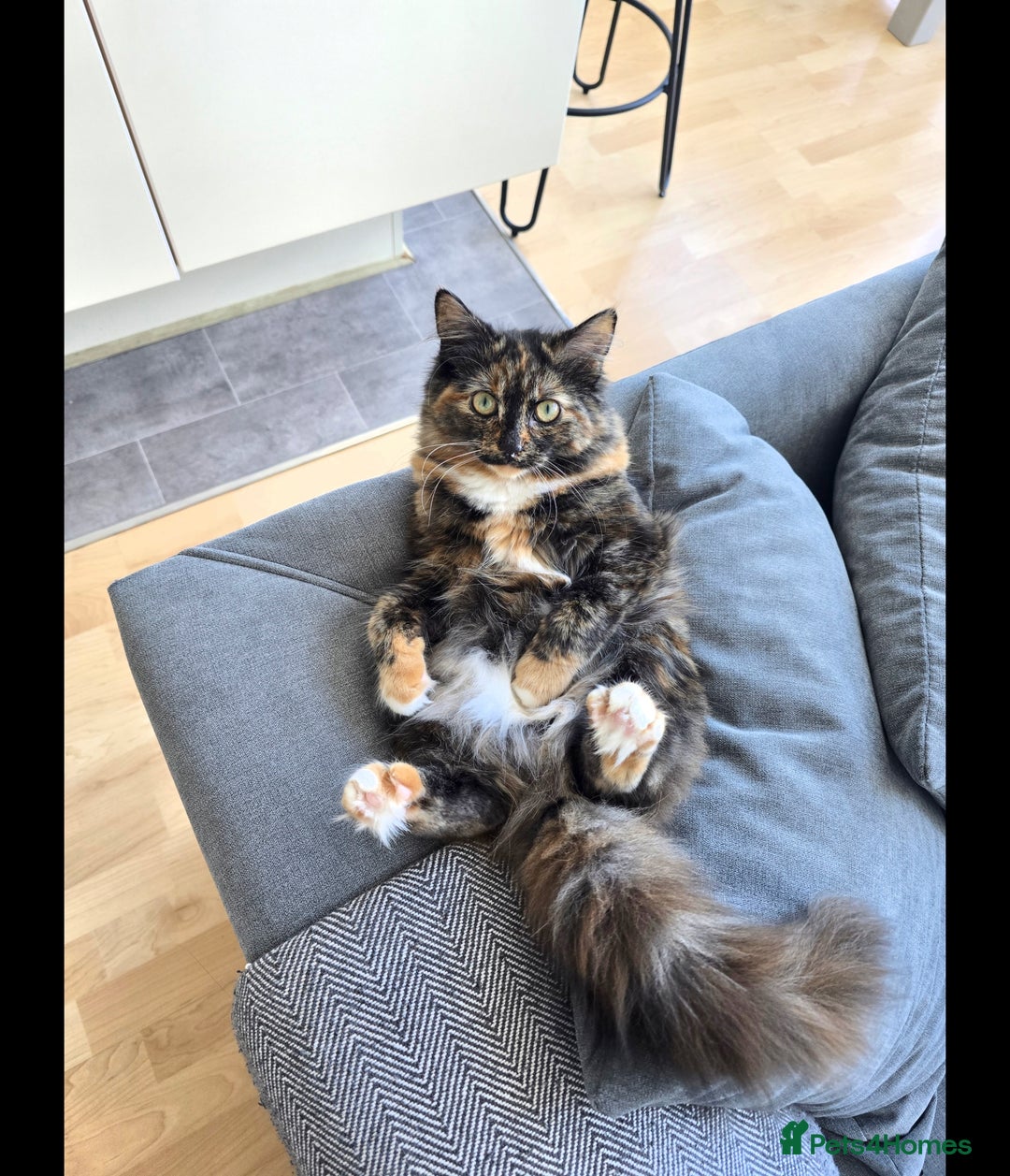 Mixed Breed cats for sale: Beautiful playful and cuddly girl - Advert 1